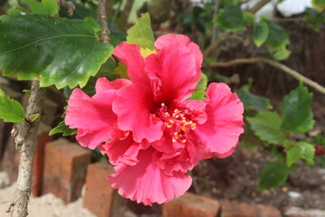 Flor de papo rosado