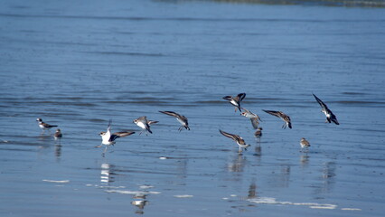 Flock of Semipalmated plovers (Charadrius semipalmatus) on the beach in Canoa, Ecuador