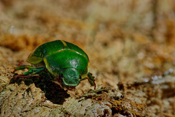 A bright green manuka beetle usually found on manuka/kanuka shrubs