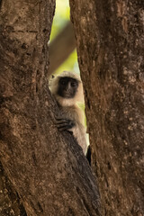 Obraz premium Gray langur, monkey hidden behind a tree and observes, India, Madhya Pradesh 