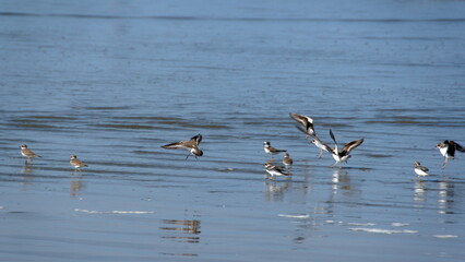 Flock of Semipalmated plovers (Charadrius semipalmatus) on the beach in Canoa, Ecuador