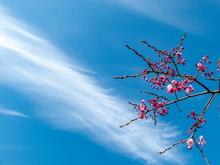 池の畔の美しい桜　滋賀県草津市蓮海寺