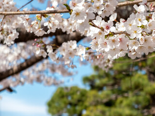 池の畔の美しい桜　滋賀県草津市蓮海寺