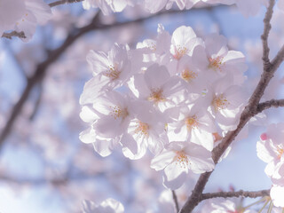池の畔の美しい桜　滋賀県草津市蓮海寺