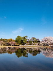 Fototapeta na wymiar 池の畔の美しい桜　滋賀県草津市蓮海寺