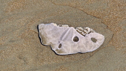 Piece of a sand dollar on the beach in Canoa, Ecuador