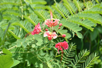 Fototapeta premium Close Up View Red Flower Of Peacock Flower Or Caesalpinia Pulcherrima On Sunny Day
