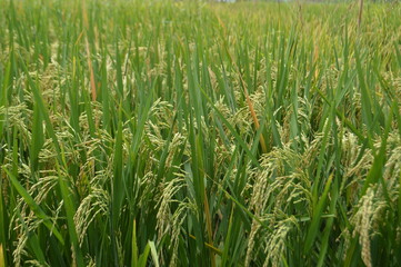 Close Up View Rice Grain Of Paddy Plants In The Rice Field