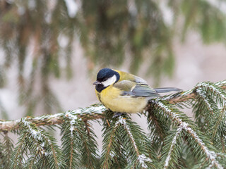 Obraz na płótnie Canvas Cute bird Great tit, songbird sitting on the fir branch with snow in winter
