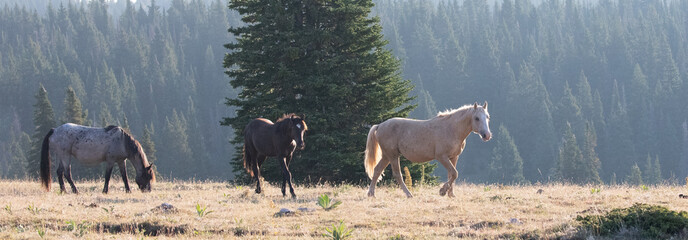 Blue Roan, Black, and Palomino wild horse mustang stallions in the Pryor Mountains Wild Horse Range...