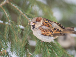 Sparrow sits on a fir branch with snow in winter