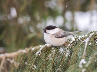Cute bird the willow tit, song bird sitting on the fir branch with snow in winter