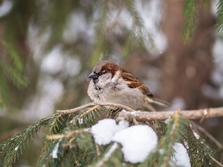 Sparrow sits on a fir branch with snow in winter
