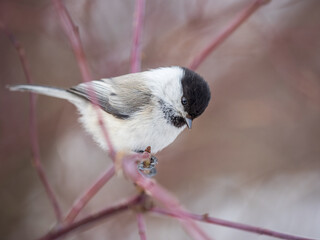 Cute bird the willow tit, song bird sitting on a branch without leaves in the winter.