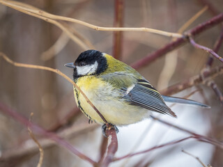 Cute bird Great tit, songbird sitting on a branch without leaves in the autumn or winter.