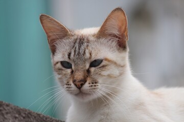 animal doméstico gato miau  felis catus