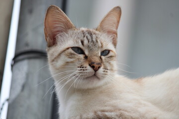 animal doméstico gato miau  felis catus