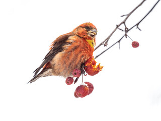 Red Crossbill male sitting on the tree branch and eats wild apple berries. Crossbill bird eats berries.