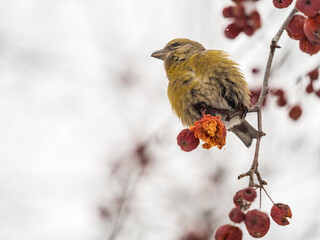 Red Crossbill female sitting on the tree branch and eats wild apple berries. Crossbill bird eats...