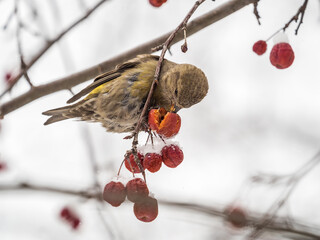 Red Crossbill female sitting on the tree branch and eats wild apple berries. Crossbill bird eats...