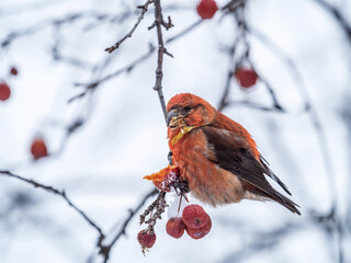 Red Crossbill male sitting on the tree branch and eats wild apple berries. Crossbill bird eats berries.