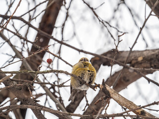 Red Crossbill female sitting on the tree branch and eats wild apple berries. Crossbill bird eats berries.