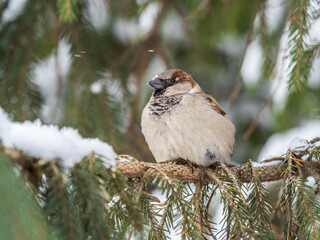 Sparrow sits on a fir branch with snow in winter