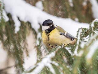 Cute bird Great tit, songbird sitting on the fir branch with snow in winter