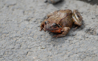 A brown toad awakened after hibernation on an asphalt path.