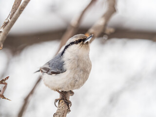 Eurasian nuthatch or wood nuthatch, lat. Sitta europaea, sitting on a tree branch with a blurred background.