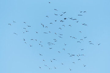Flock of swimming duck birds flying on the blue  skye background (Eurasian Wigeon)