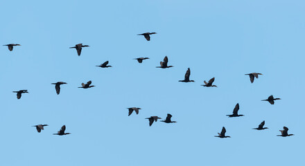 Flock of swimming duck birds flying on the blue  skye background (Eurasian Wigeon)