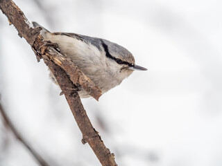 Eurasian nuthatch or wood nuthatch, lat. Sitta europaea, sitting on a tree branch with a blurred background.
