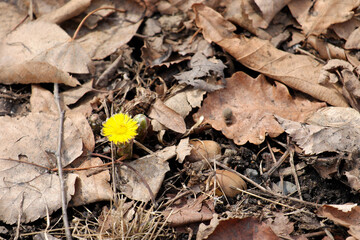 The first spring yellow flower among the old fallen leaves