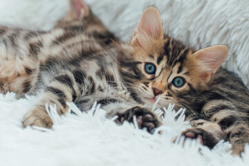 Naklejka na ściany i meble Cute dark grey charcoal long-haired bengal kitten laying on a furry blanket.