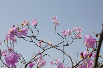Spring flowers, full bloom of azaleas. Azalea flowers to mark the beginning of spring. Flowers botanical garden