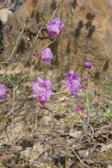 Spring flowers, full bloom of azaleas. Azalea flowers to mark the beginning of spring. Flowers botanical garden
