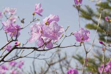 Spring flowers, full bloom of azaleas. Azalea flowers to mark the beginning of spring. Flowers botanical garden