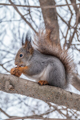The squirrel with nut sits on tree in the winter or late autumn