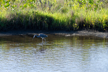 heron in the water