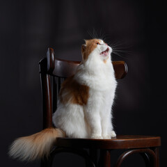Scottish Shorthair cat sitting on a chair. studio photos for advertising. Happy pet.
