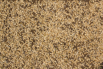 A pile of rice seeds starting to sprout.