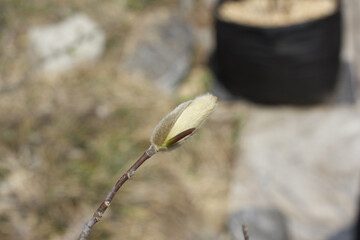 Close up Magnolia flower buds.