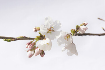 Blooming cherry blossom branches isolated white background.