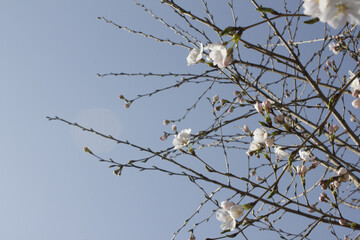 Pink cherry blossom on the Sakura tree. 