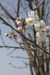 Pink cherry blossom on the Sakura tree. 