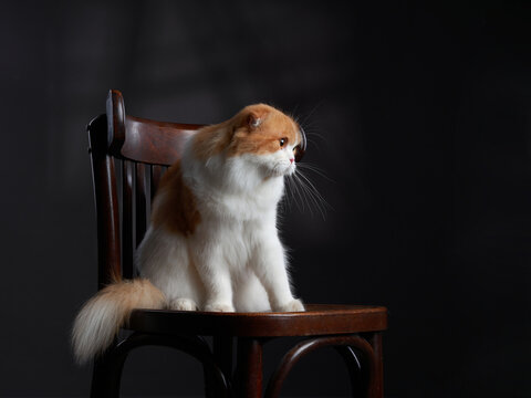 Scottish Shorthair cat sitting on a chair. studio photos for advertising. Happy pet.