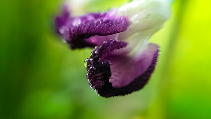 Dewdrops on small purple flower macro