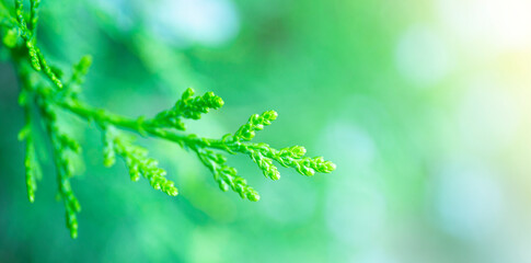 Green branch of juniper close up. Creative abstract green summer web banner with soft focus