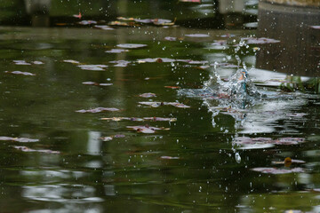 カワセミの離水